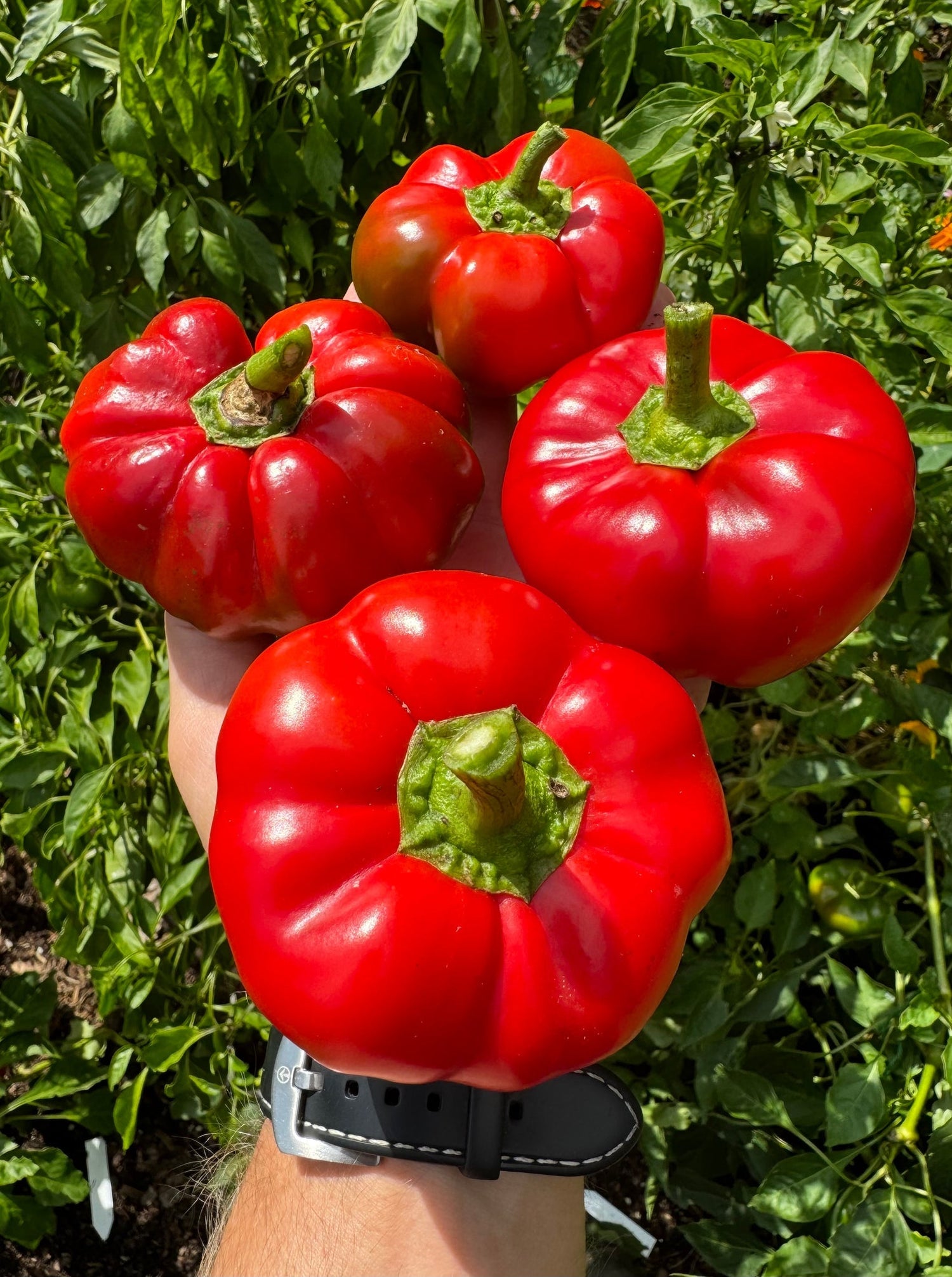 Hungarian Tomato - Shaped Pepper Seeds – Sweet and Decorative Heirloom Variety - Dharaseeds