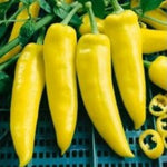 Hungarian Wax Hot Pepper Seeds – Mild Heirloom Chili Variety - Dharaseeds