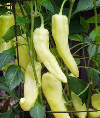 Hungarian Wax Hot Pepper Seeds – Mild Heirloom Chili Variety - Dharaseeds