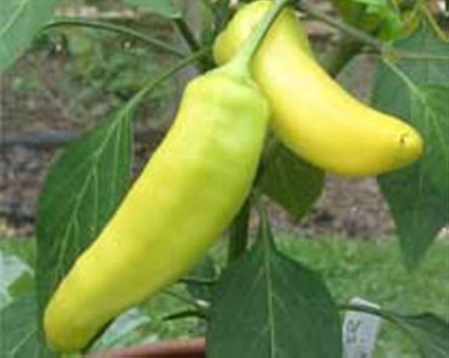 Hungarian Wax Hot Pepper Seeds – Mild Heirloom Chili Variety - Dharaseeds