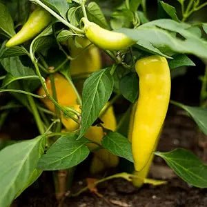 Hungarian Wax Pepper Capsicum annuum vegetable seeds for planting in vertical kitchen gardens - Dharaseeds