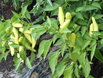 Hungarian Wax Pepper Capsicum annuum vegetable seeds for planting in vertical kitchen gardens - Dharaseeds