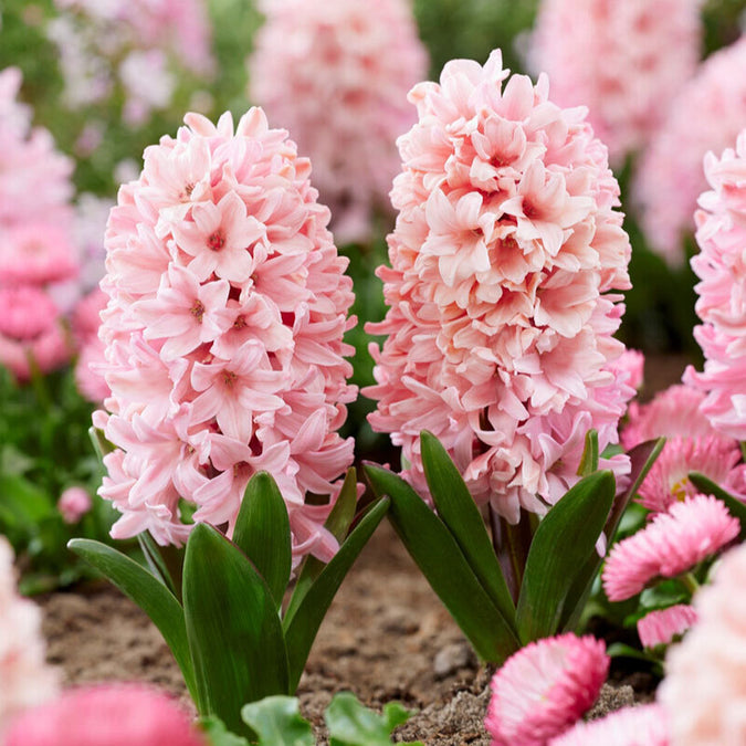 flowers high quality flower seeds for growing vibrant and colorful blooms in home gardens and landscapes organic flowers premium organic flower seeds for sustainable gardening and beautiful blossoms suitable for all climates