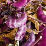 hyacinth bean seeds ideal for trellis and vertical gardening