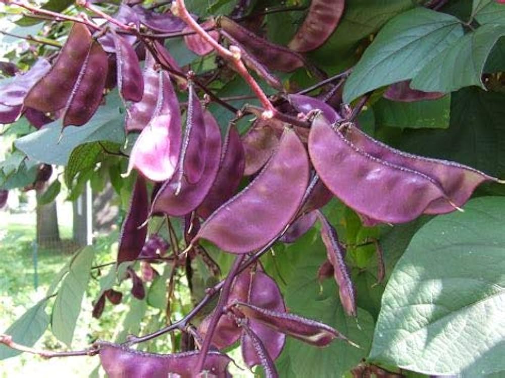 high germination hyacinth bean seeds for outdoor planting