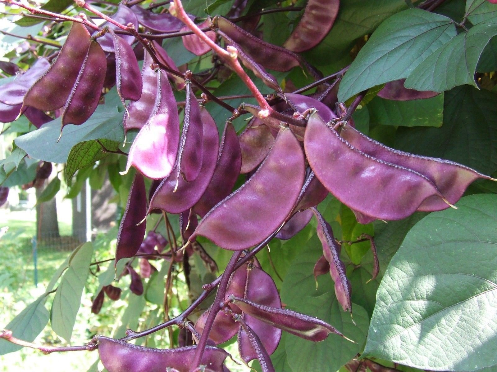 non GMO heirloom hyacinth bean seeds for gardeners