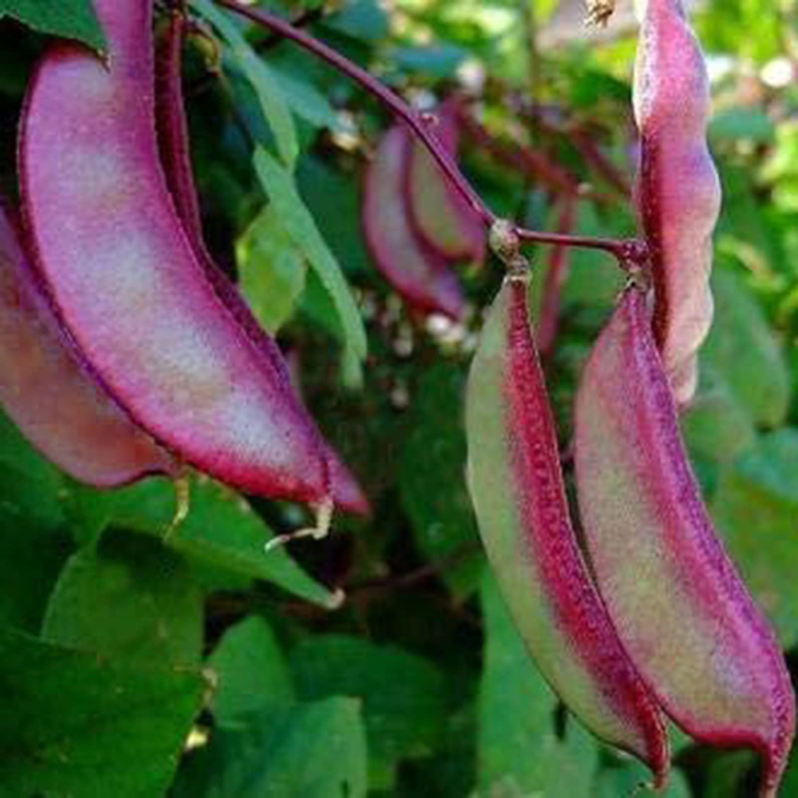 hyacinth bean vine seeds for fast growing climbing plants