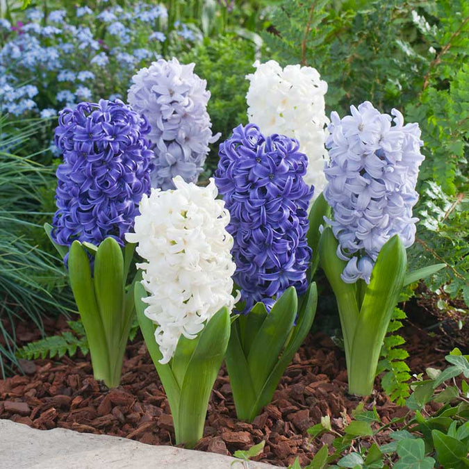 flowers high quality flower seeds for growing vibrant and colorful blooms in home gardens and landscapes organic flowers premium organic flower seeds for sustainable gardening and beautiful blossoms suitable for all climates