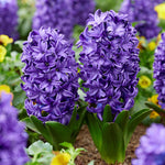 flowers high quality flower seeds for growing vibrant and colorful blooms in home gardens and landscapes organic flowers premium organic flower seeds for sustainable gardening and beautiful blossoms suitable for all climates