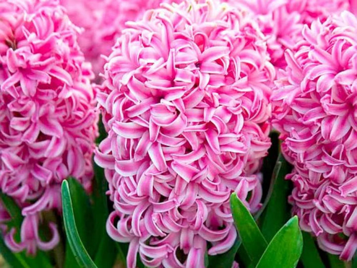 Hyacinth Flower Seeds for Planting, Pink, NON GMO Seeds