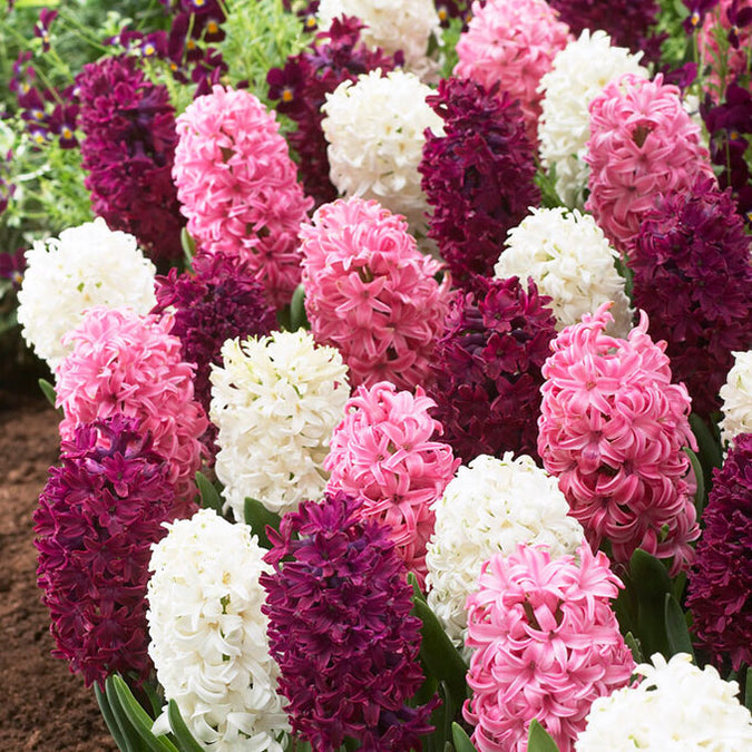 flowers high quality flower seeds for growing vibrant and colorful blooms in home gardens and landscapes organic flowers premium organic flower seeds for sustainable gardening and beautiful blossoms suitable for all climates