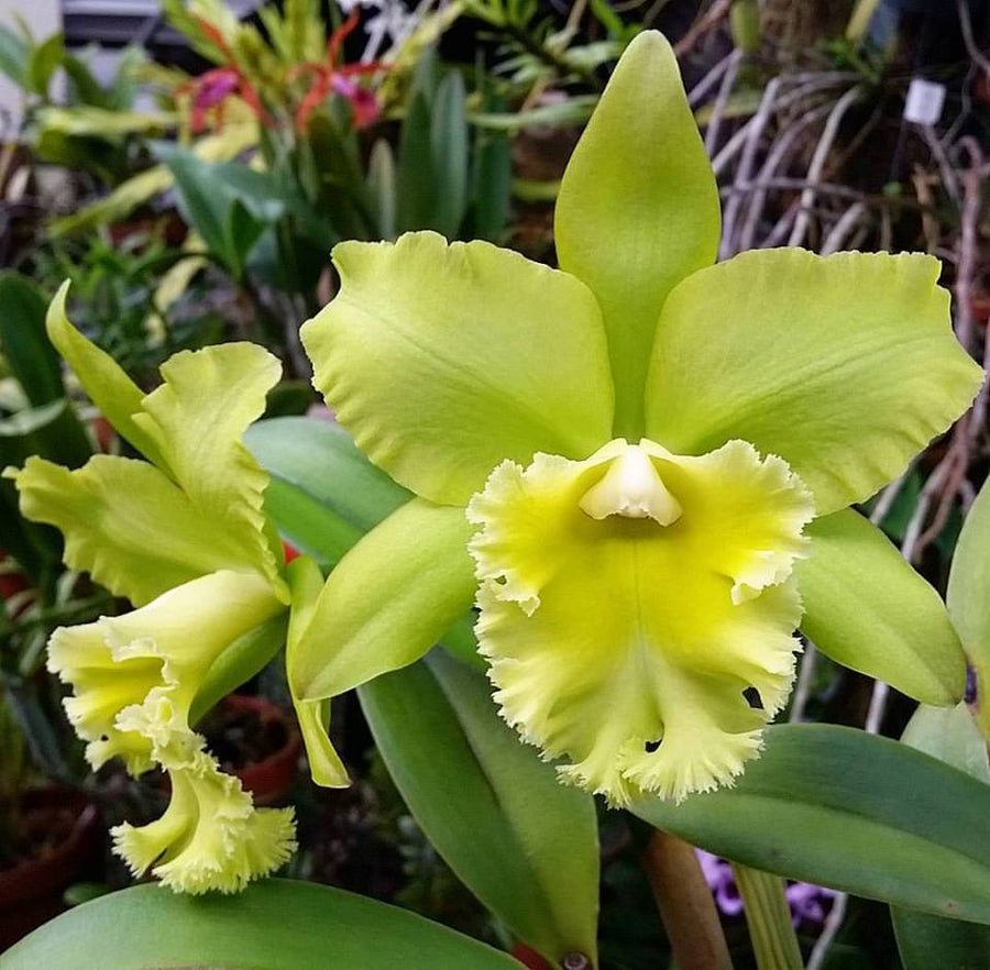 Green (Green scientific name) for planting in garden