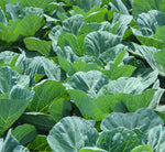 Hybrid cabbage seeds with 75 day fast maturity and high production