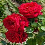Hybrid Rose Flower Seeds for Planting – Heirloom, Non-GMO Seeds for Home Gardens - Rose for planting in home garden