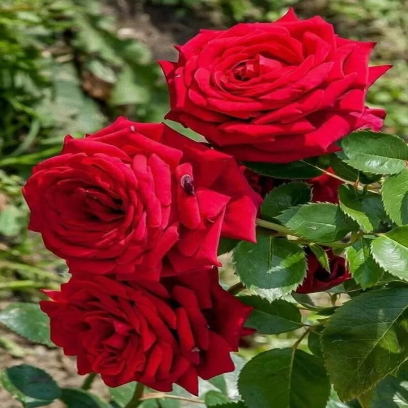 Hybrid Rose Flower Seeds for Planting – Heirloom, Non-GMO Seeds for Home Gardens - Rose for planting in home garden