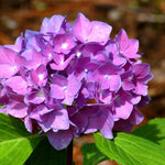 Hydrangea Flower Seeds Purple for Planting, NON GMO Seeds Dhara Seeds