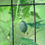 Hybrid melon plants grown from Green Machine seeds