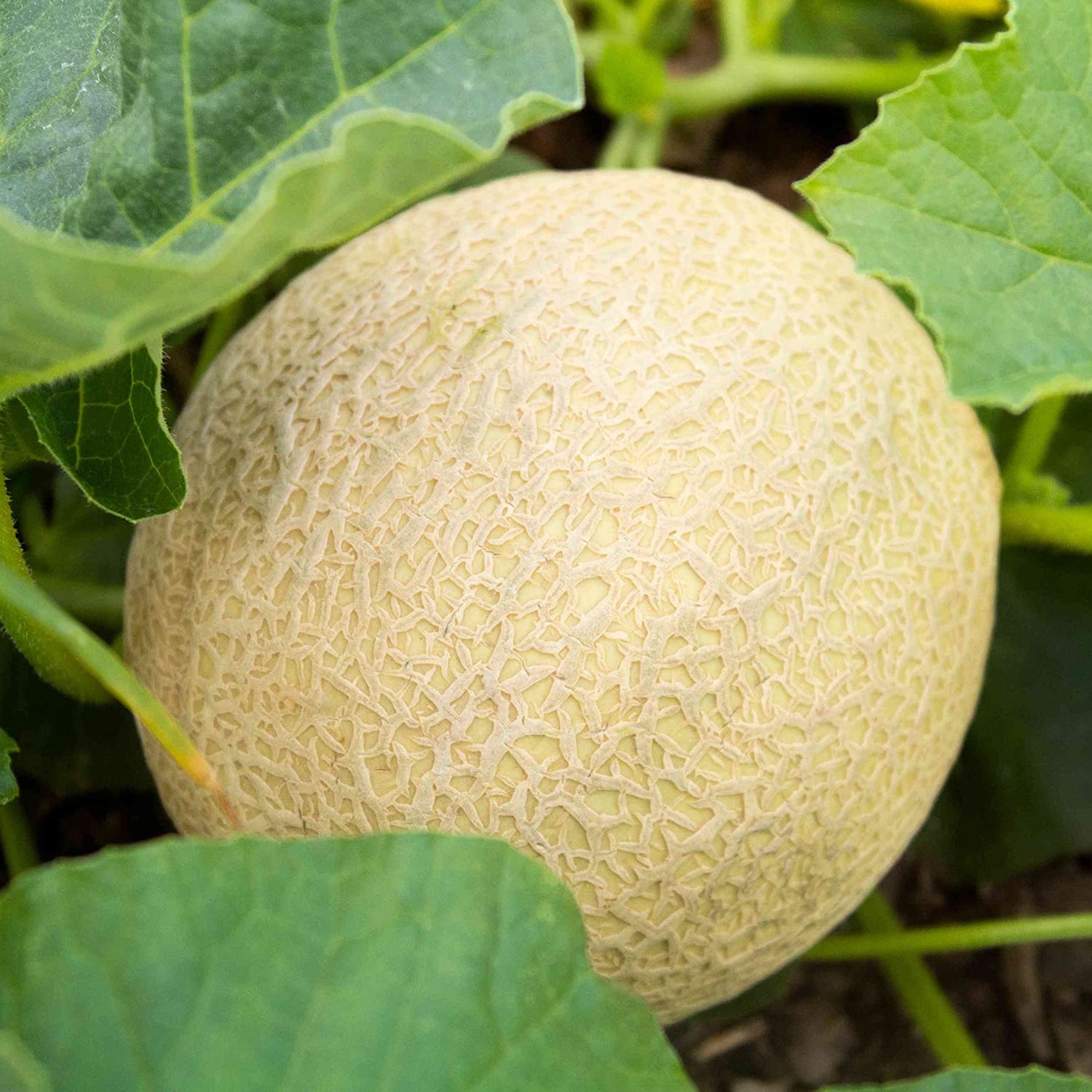 Hybrid melon seeds for sweet Melemon variety garden growing