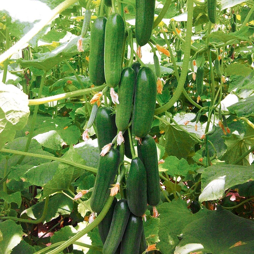 Hybrid Saladmore Seeds – Crisp Cucumber Hybrid for Fresh Salads - Dharaseeds