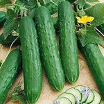 Hybrid Saladmore Seeds – Crisp Cucumber Hybrid for Fresh Salads - Dharaseeds