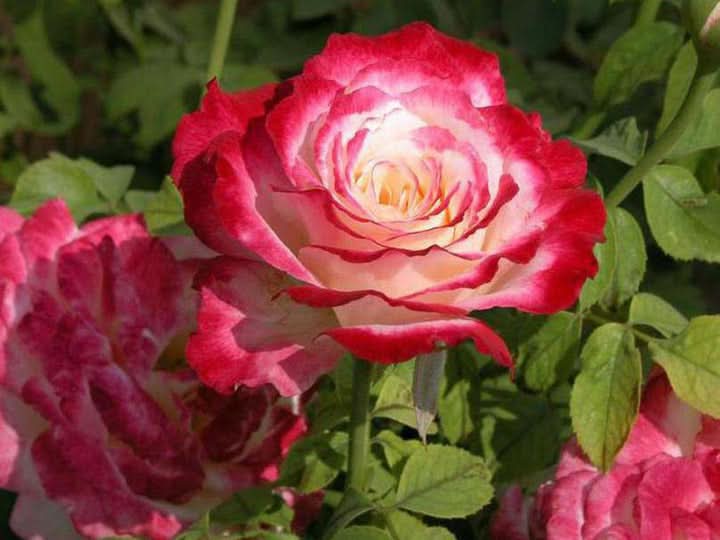 Double Delight Rose Flower Seeds for Planting, Warmth welcoming Flower Blooms