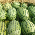 Hybrid watermelon seeds high germination for sowing