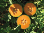 Hybrid watermelon seeds for warm climate gardens