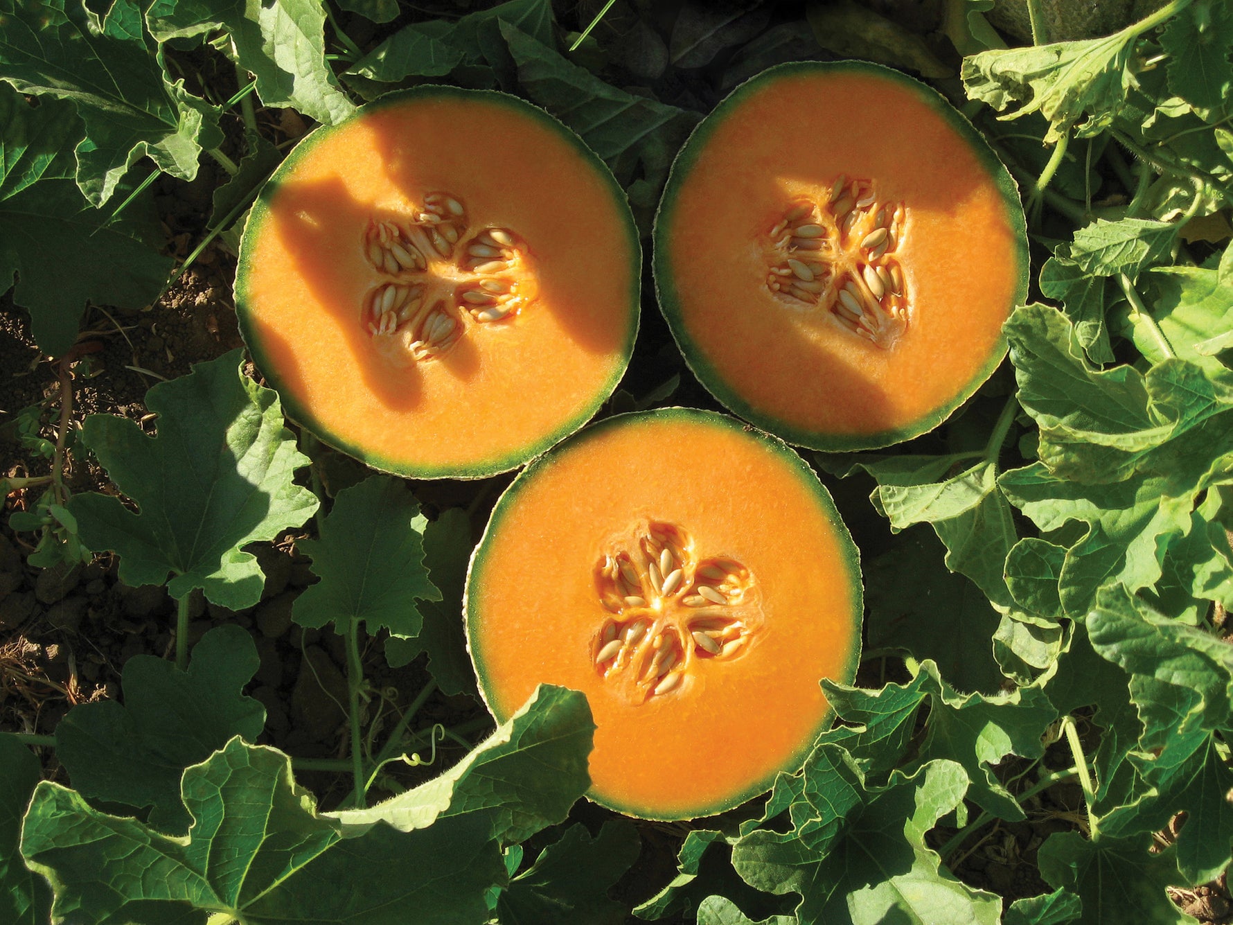 Hybrid watermelon seeds for warm climate gardens
