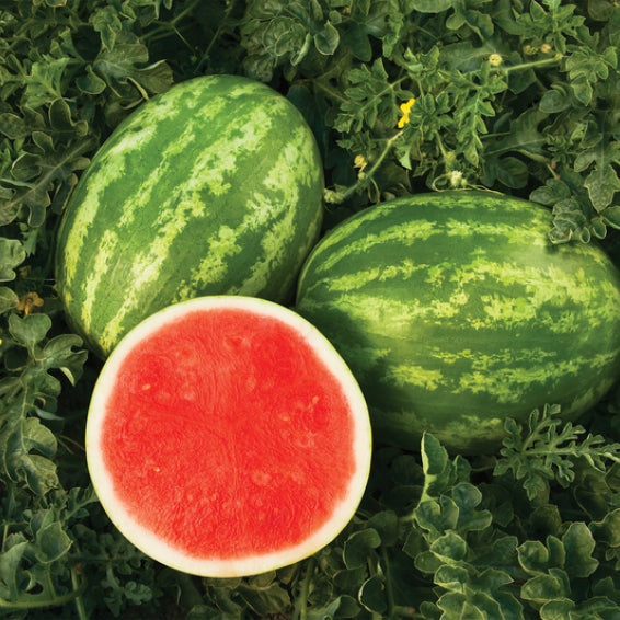 Hybrid watermelon seeds for home garden planting