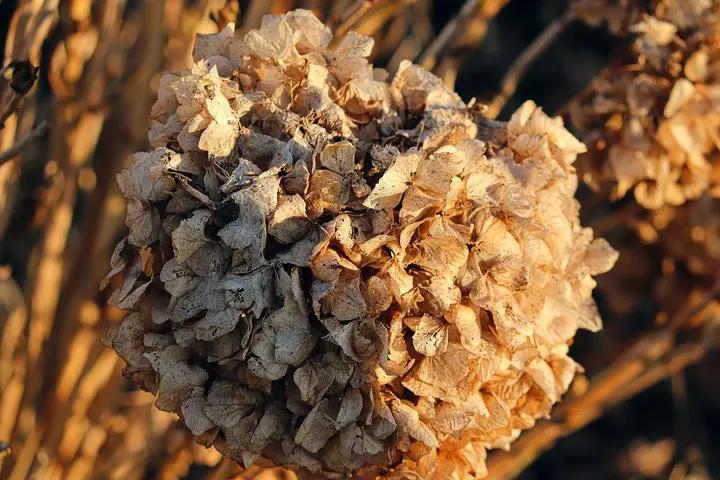 Hydrangea Flower Seeds Brown for Planting, NON GMO Seeds Dhara Seeds