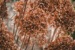 Hydrangea Flower Seeds Brown for Planting, NON GMO Seeds Dhara Seeds