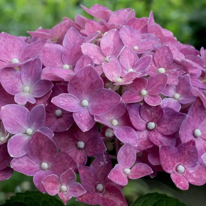 Hydrangea Flower Seeds Purple for Planting, NON GMO Seeds Dhara Seeds