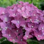Hydrangea Flower Seeds Purple for Planting, NON GMO Seeds Dhara Seeds