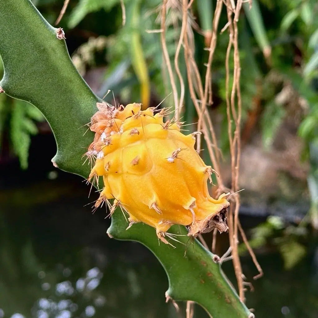 Hylocereus megalanthus seeds for backyard garden use