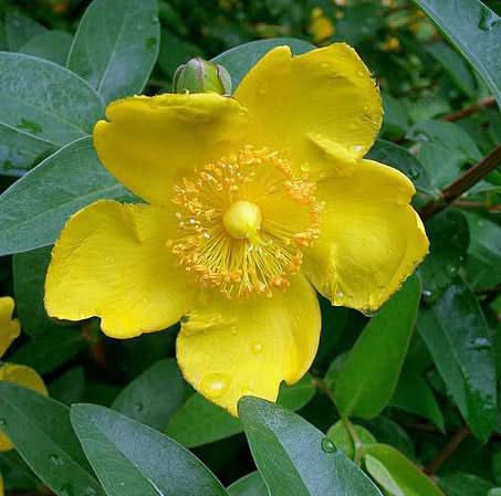 Hypericum Patulum Plant Seeds for Medicinal Herb Gardens Scientific Name Placeholder for planting in home garden