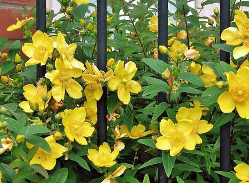 Hypericum Patulum Plant Seeds for flowers Gardens – Fresh Herb for Your Garden