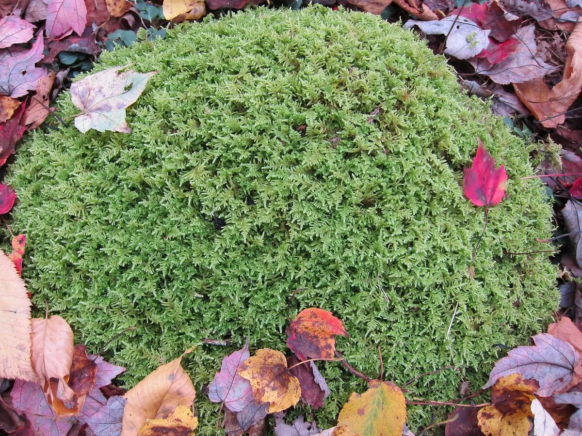 Green Moss Bryum argenteum ornamental ground cover seeds for shaded garden and indoor terrarium planting