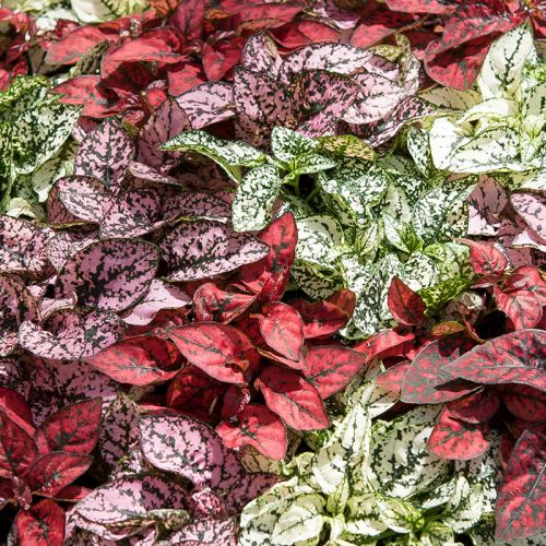 Hypoestes Polka Dot Plant Imported heirloom non-gmo garden seeds