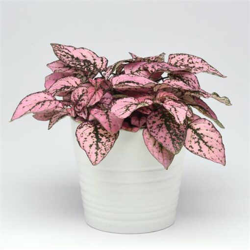 Hypoestes Pink Polka Dot Imported heirloom non-gmo garden seeds