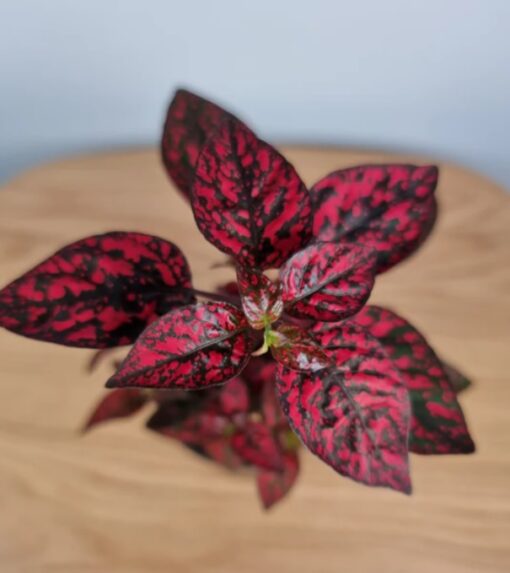 Hypoestes Red Polka Dot Plant Imported heirloom non-gmo garden seeds