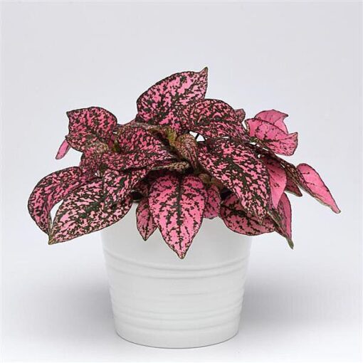 Hypoestes Rose Polka Dot Imported heirloom non-gmo garden seeds
