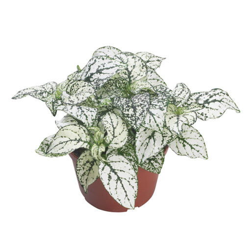 Hypoestes White Polka Dot Imported heirloom non-gmo garden seeds