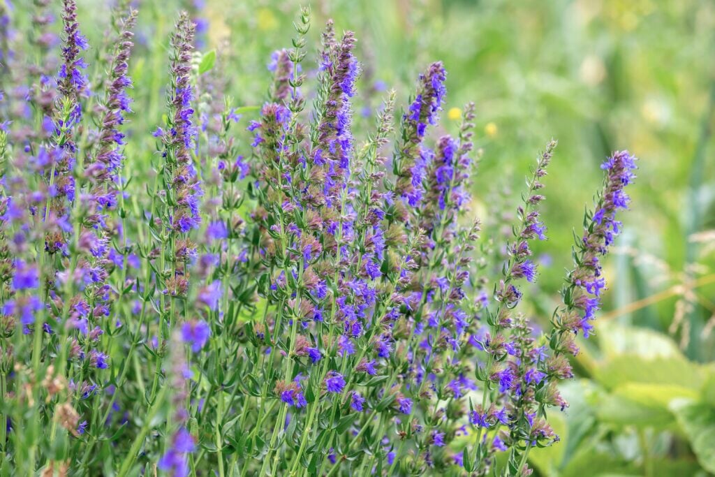 Purple Hyssopus Officinalis Plant Seeds for Medicinal and Aromatic Gardens – Fresh Herb for Your Garden