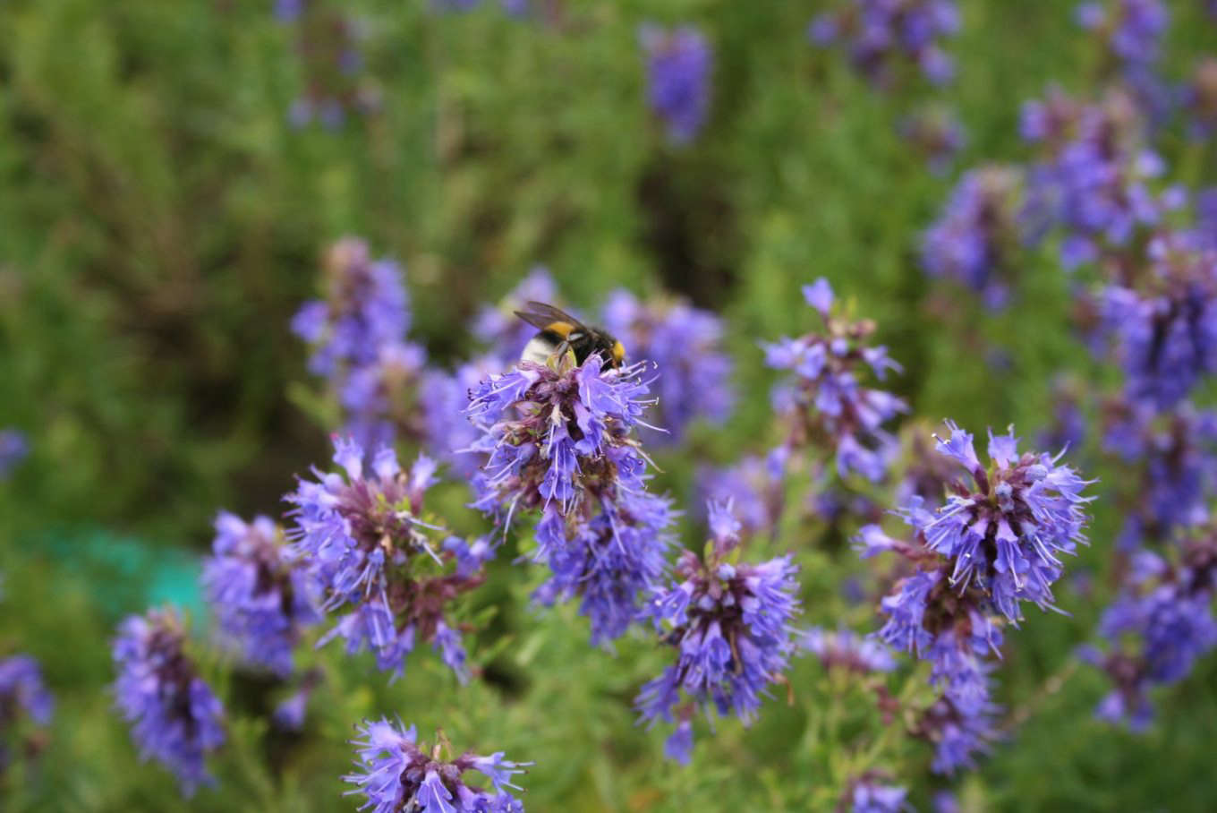 Purple Hyssopus Officinalis Plant Seeds for Medicinal and Aromatic Gardens – Fresh Herb for Your Garden