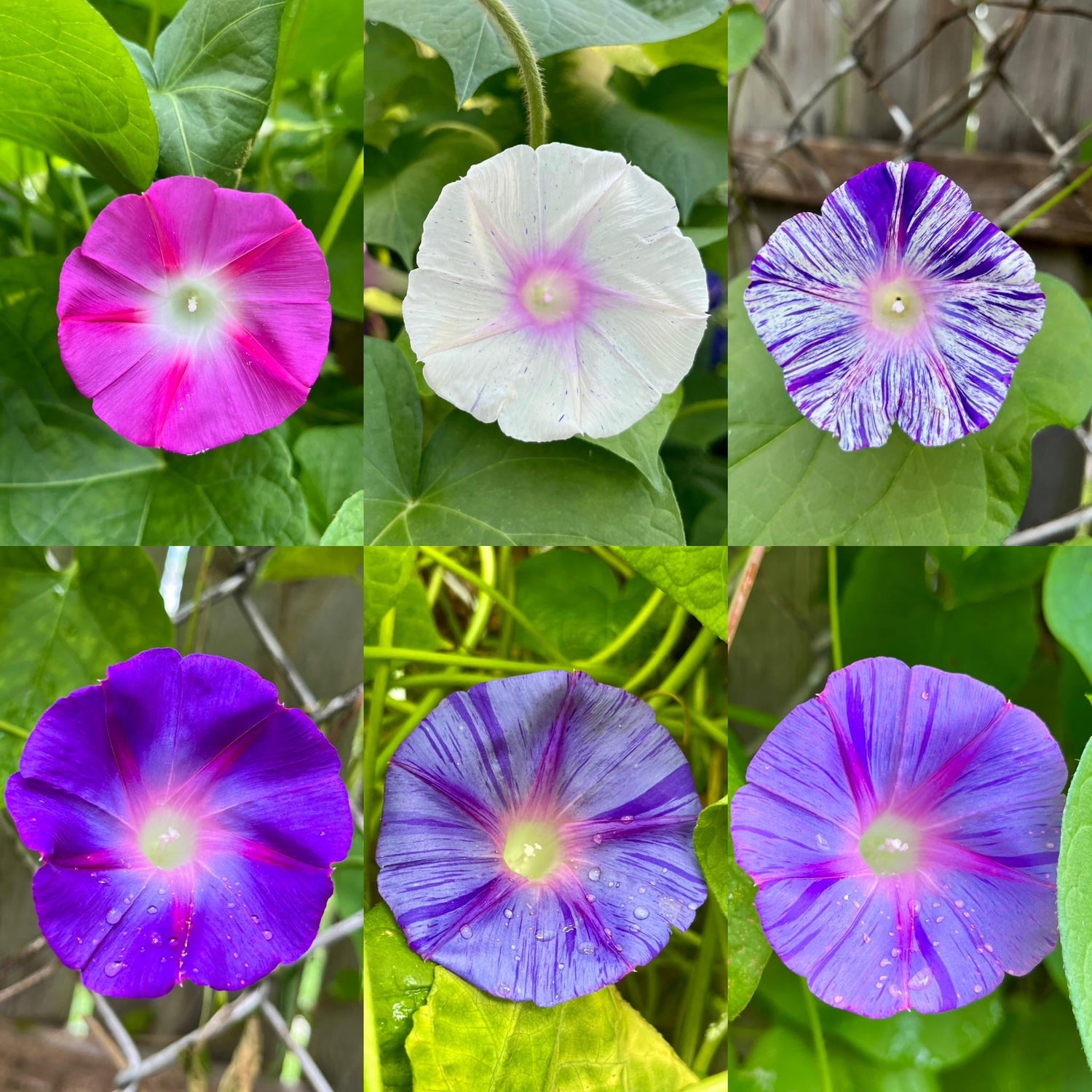 Heavenly Blue Morning Glory