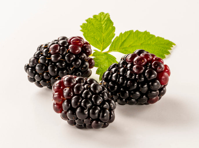 Boysenberry Seeds (Rubus ursinus × Rubus idaeus)