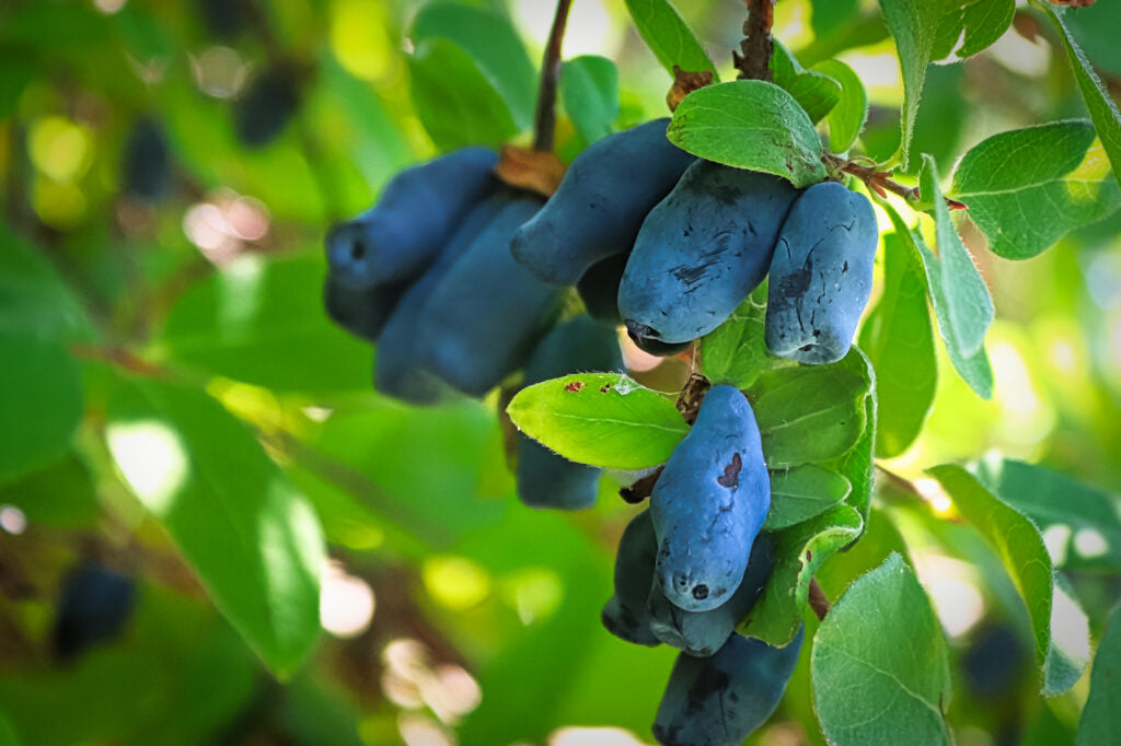 Lonicera Blue Velvet Honeyberry Seeds