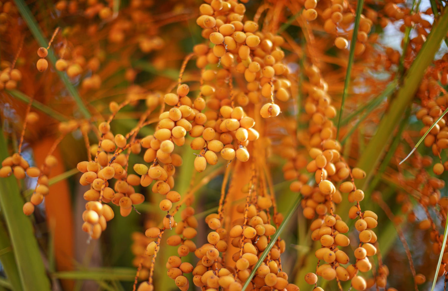 Jelly Palm (Butia capitata)