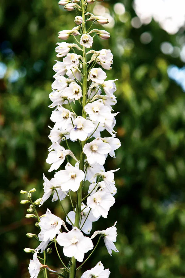 Delphinium 'Casa Bella' Seeds for Garden and Container Planting