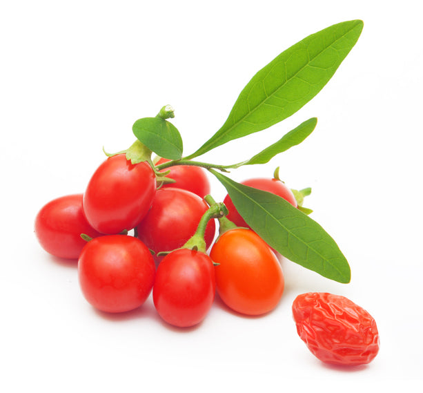 Wolf Berry (Lycium barbarum) / Common Name: Goji Berry